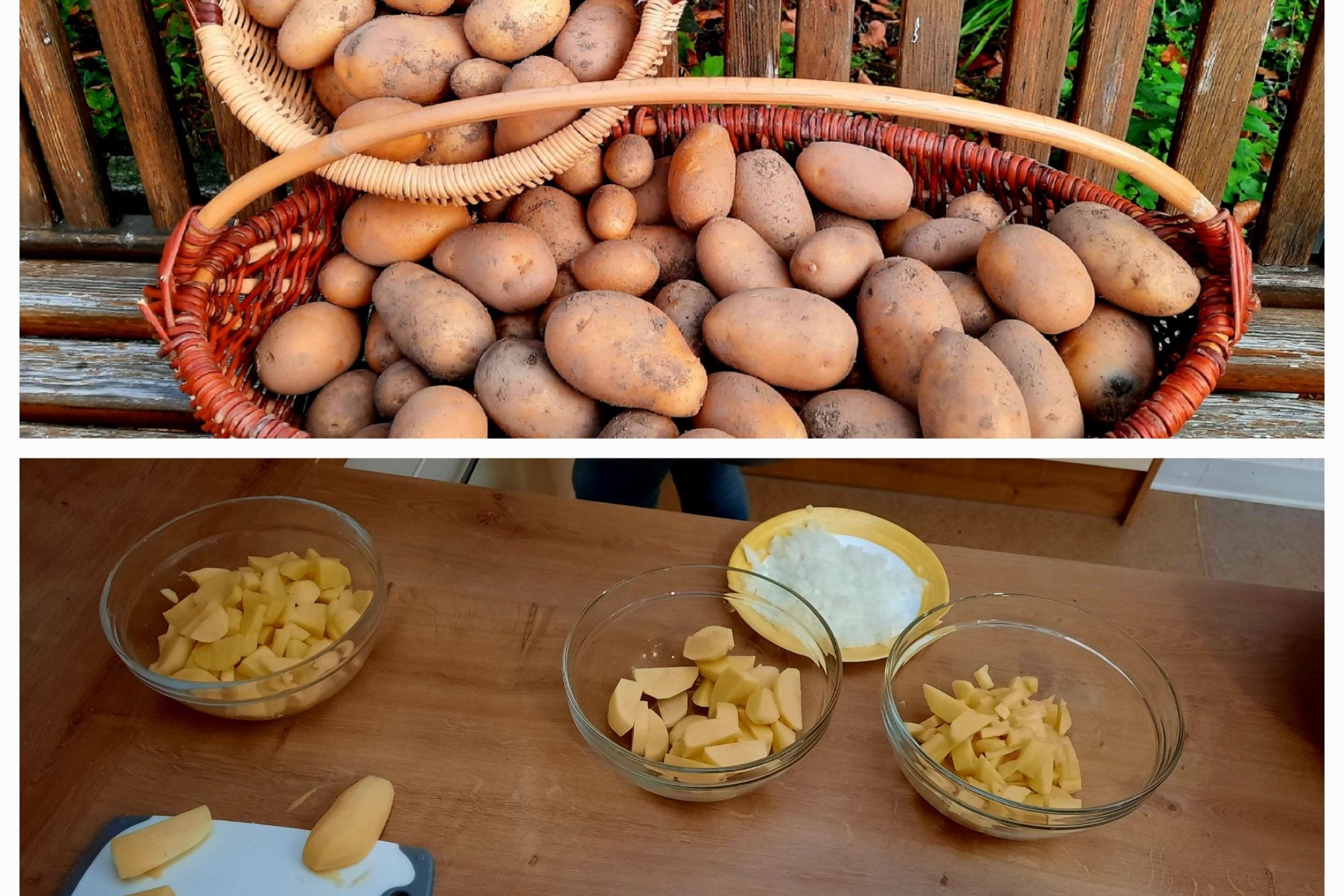 Kartoffelernte
